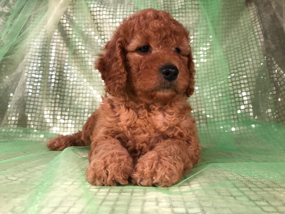 Female Mini Goldendoodle Puppy for Sale in Northern Iowa!
